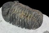 Bargain, Morocops Trilobite - Visible Eye Facets #91915-4